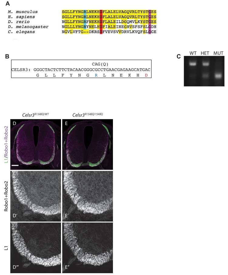 Figure 6—figure supplement 1.