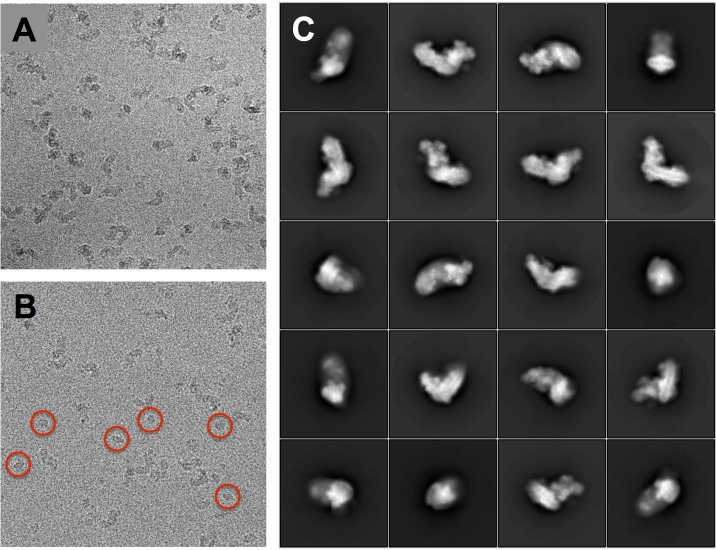 Figure 1—figure supplement 1.