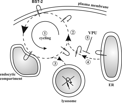 FIG. 6.