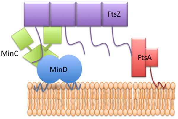 Fig. 7