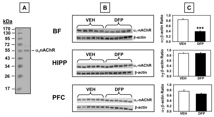 Fig 8