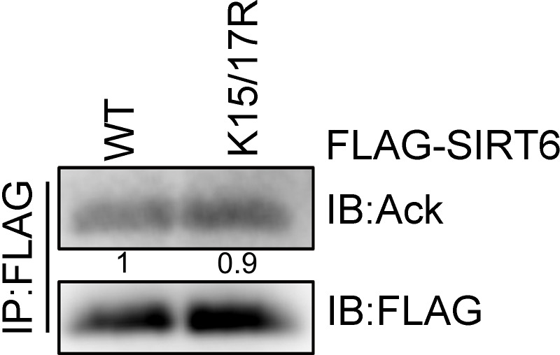 Figure 2—figure supplement 2.