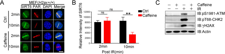 Figure 5—figure supplement 1