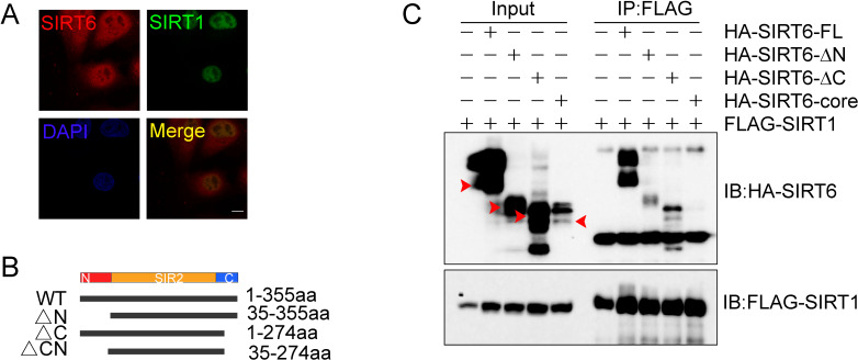 Figure 3—figure supplement 2.