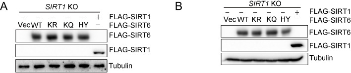 Figure 7—figure supplement 5.