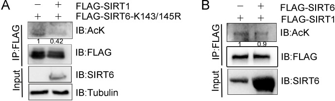 Figure 4—figure supplement 1.