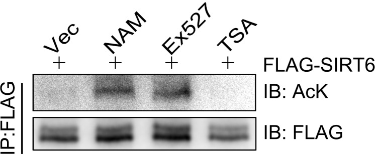 Figure 3—figure supplement 1.