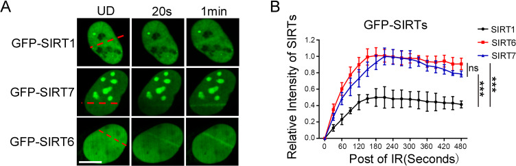 Figure 1—figure supplement 1.