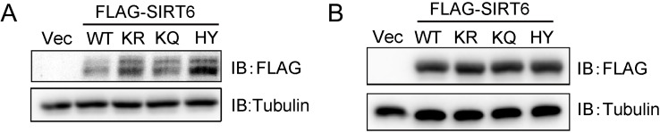 Figure 7—figure supplement 1.