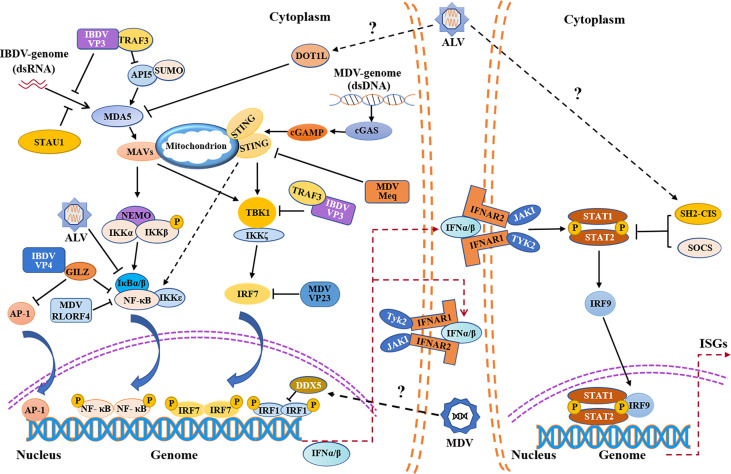 Figure 1