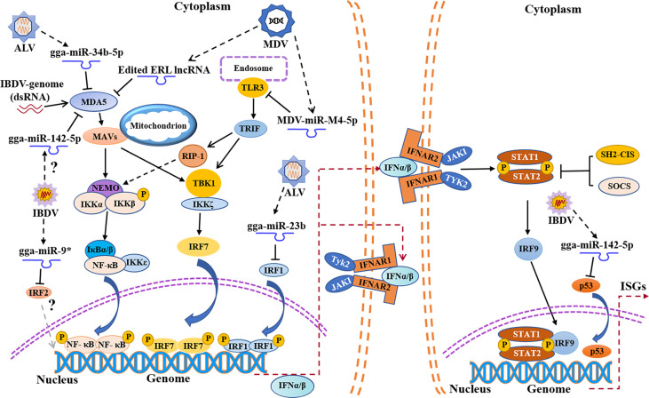 Figure 2