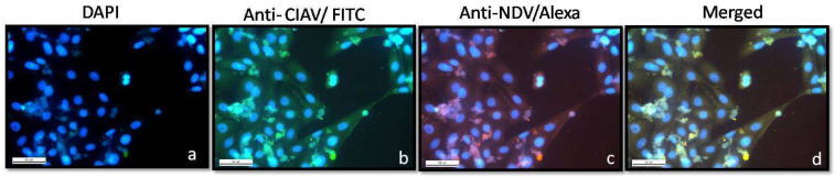 Figure 4