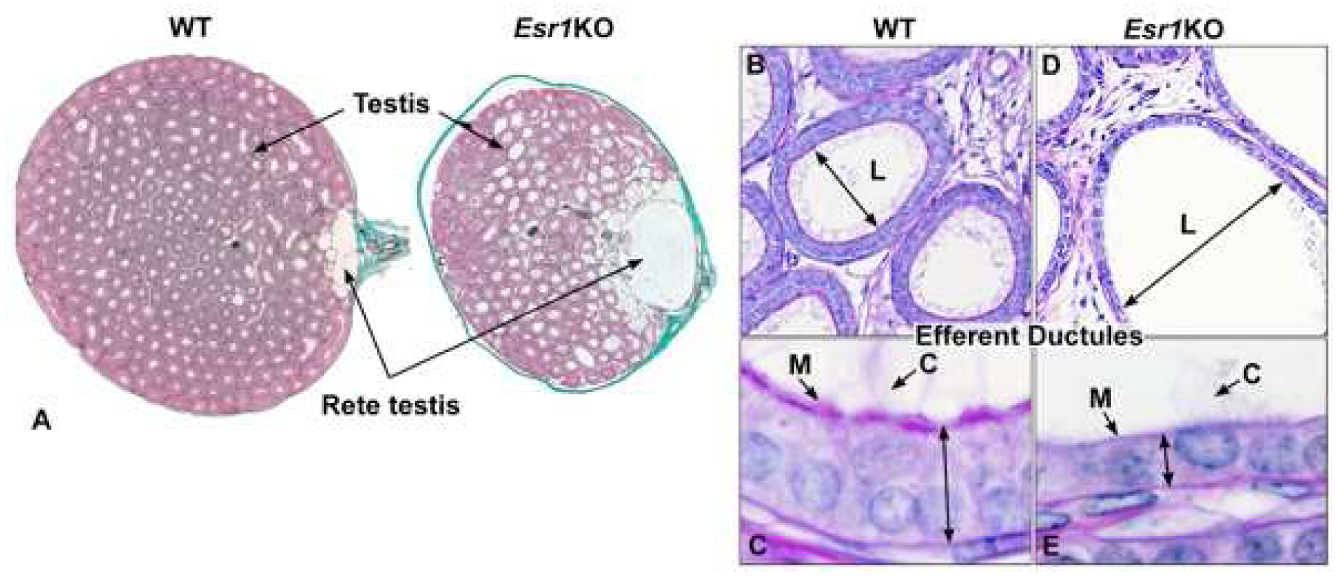 Fig 5.