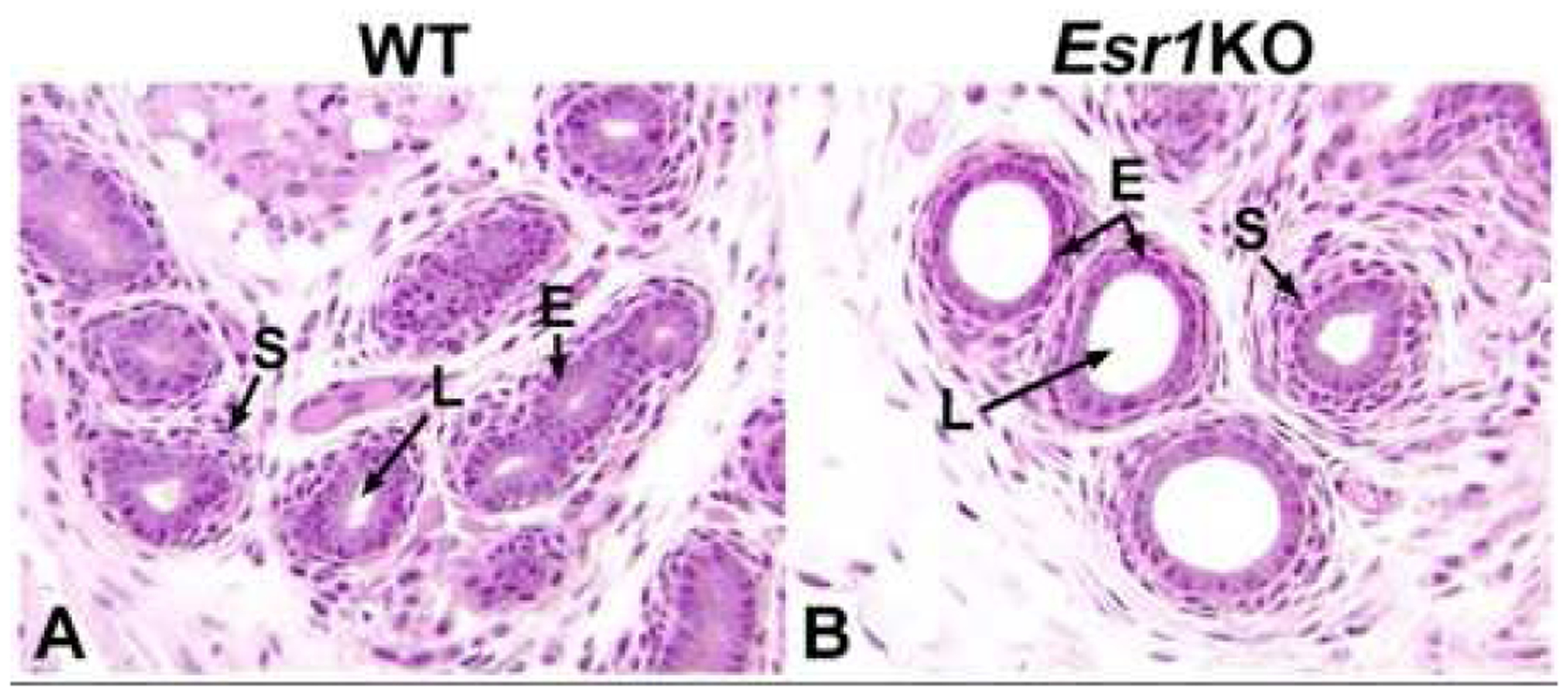 Fig 6.