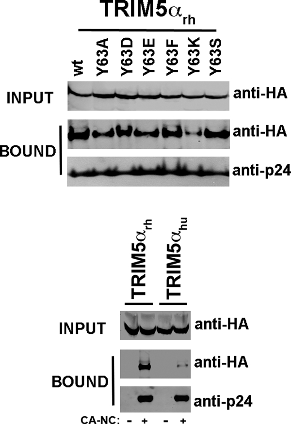 Fig 5