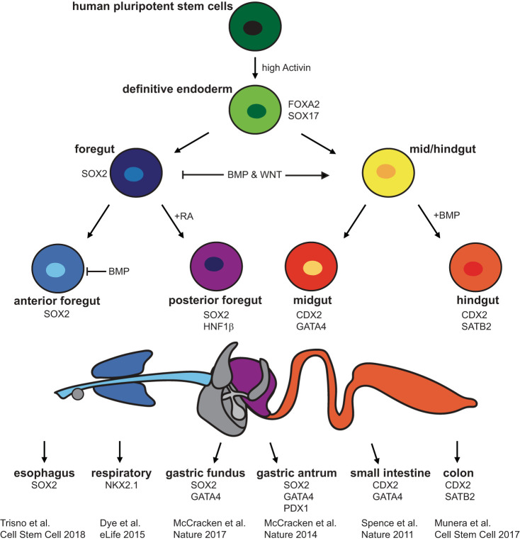 Fig. 2.