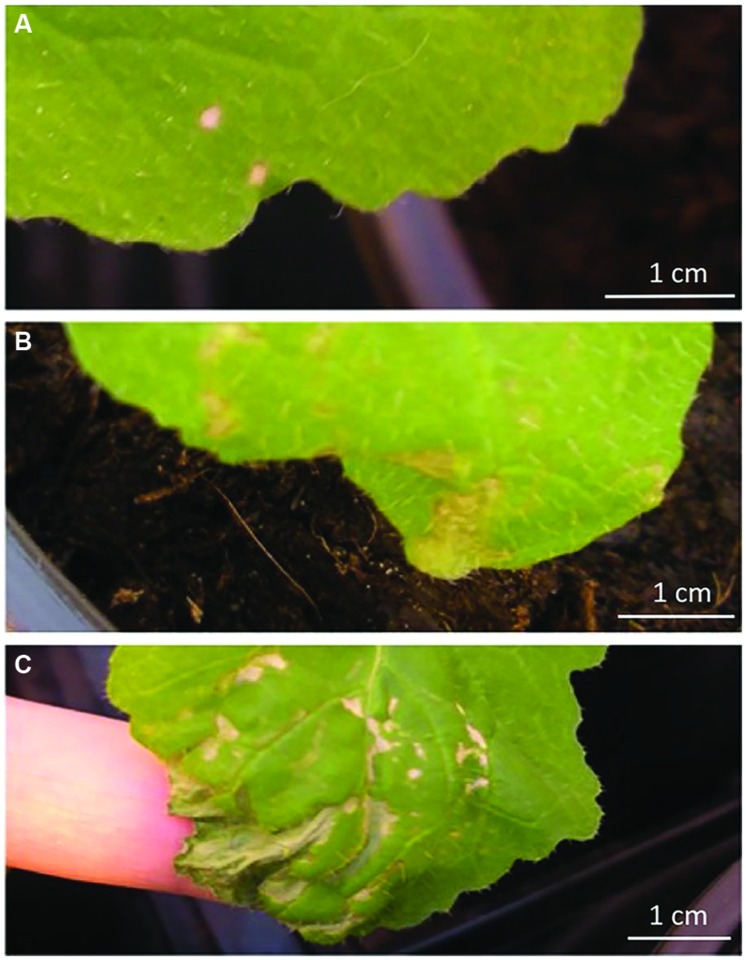 FIGURE 2