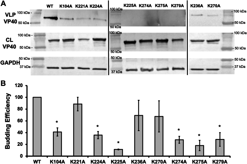 Fig. 12