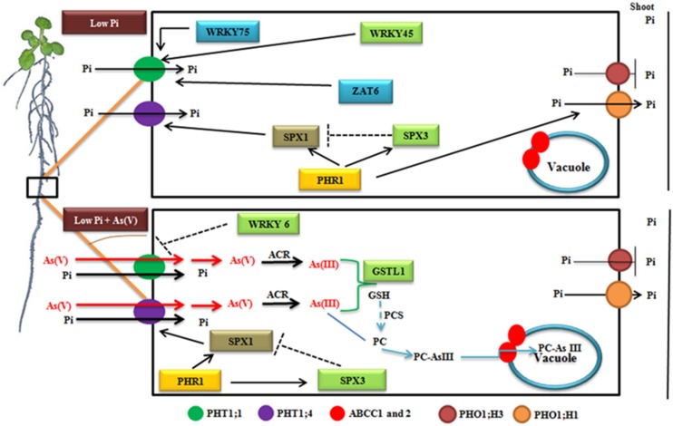 FIGURE 6