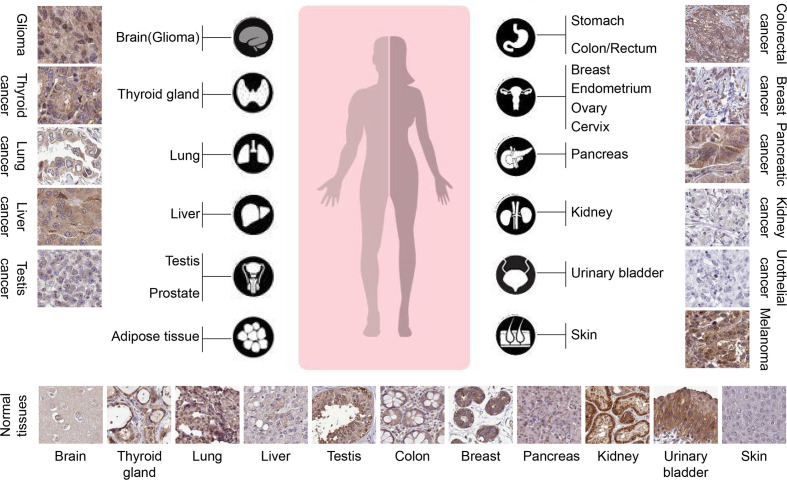 Figure 2