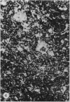536