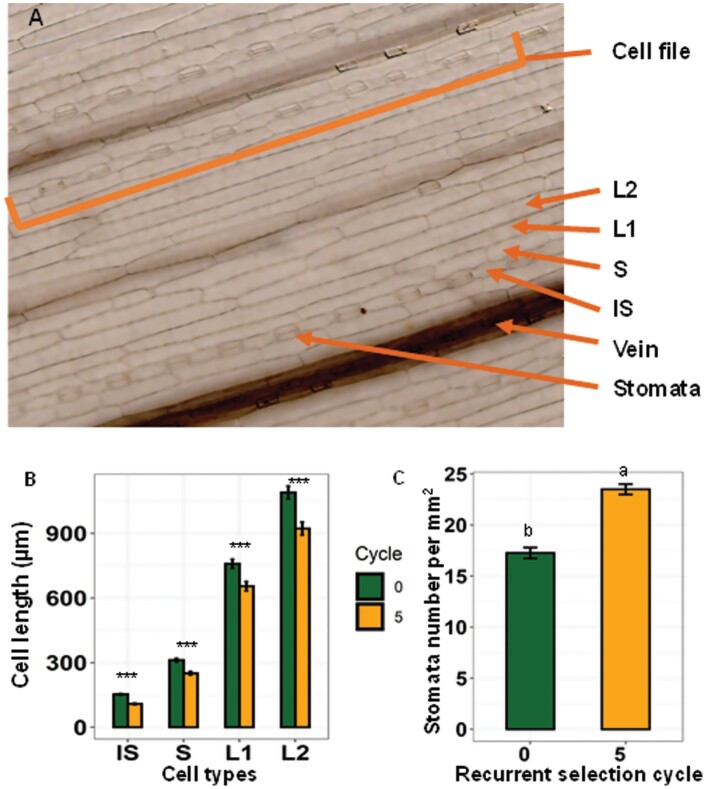 Fig. 8.