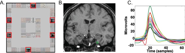 Figure 1—figure supplement 1.