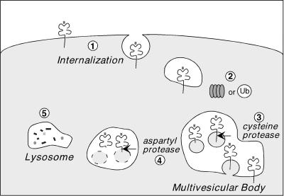 FIG. 9.