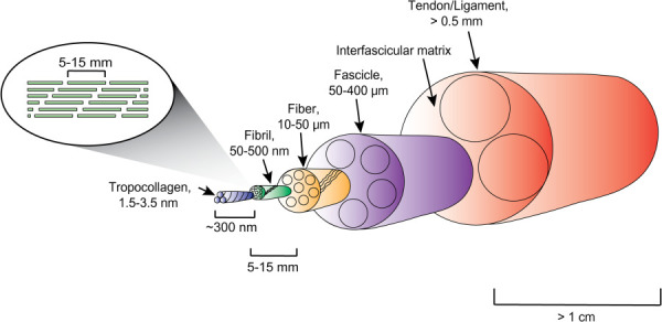 Diagram of hierarchical tendon and ligament structure with representative diameter [12] and length [13,14] scales for human tissue, as first proposed by Kastelic et al. [15]. Fibril discontinuity is demonstrated throughout the length of the tissue.