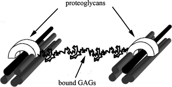 Proteoglycan molecules (modeled as white semi-cylinders) bound to collagen fibrils (modeled as black rods) that are surrounded by other collagen fibrils (modeled as gray rods) to form a collagen fiber. The proteoglycans are linked via the interaction of two GAGs in the interfibrillar space, forming an interfibrillar bridge. Image adapted with permission from Vesentini et al. [64]. Copyright 2005 by Elsevier.