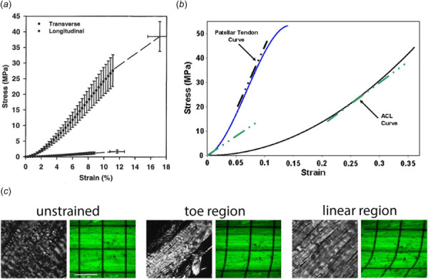 Quasi-static mechanical behavior of tendon and ligament and the macro- and microscale. (a) Representative stress–strain curves for human MCL strained at a rate of 10 mm/s, demonstrating the high degree of anisotropy observed in ligament and tendon. Linear moduli during longitudinal (axial) and transverse tensile tests were reported to be 332.15±58.27 MPa and 11.02±3.57 MPa, respectively (Adapted with permission from Quapp and Weiss [7]. Copyright 1998 by American Society of Mechanical Engineers). (b) Representative stress–strain curves and tangent lines (used to calculate toe and linear moduli) for the human ACL and patellar tendon strained at a rate of 100%/s. Linear moduli for ACL and patellar tendon in males were reported to be 128±25 MPa and 479±141 MPa, respectively (Adapted with permission from Chandrashekar et al. [8]. Copyright 2008 by Elsevier). (c) Collagen fibrils uncrimp in the toe region (Adapted with permission from Miller et al. [9]. Copyright 2012 by Elsevier), while fibril sliding, demonstrated by shearing of a grid photobleached onto the ECM (Adapted with permission from Cheng and Screen [10]. Copyright 2007 by Springer Nature), is the predominant mechanism of tissue deformation at high strains in the linear region.