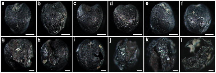 Fig. 7