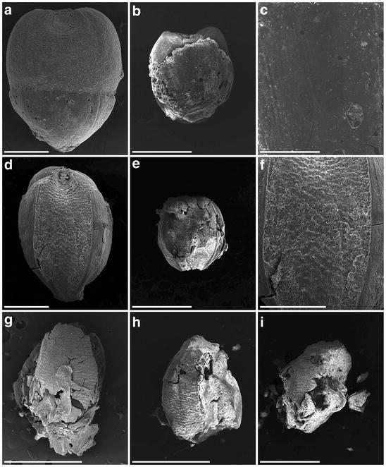 Fig. 8