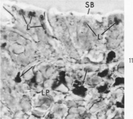 Fig. 11