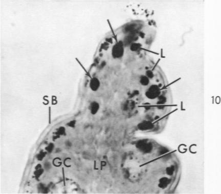 Fig. 10