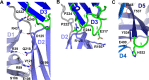 Figure 3—figure supplement 2.