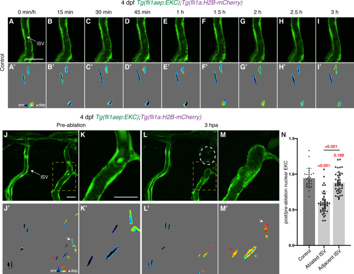 Figure 4—figure supplement 1.