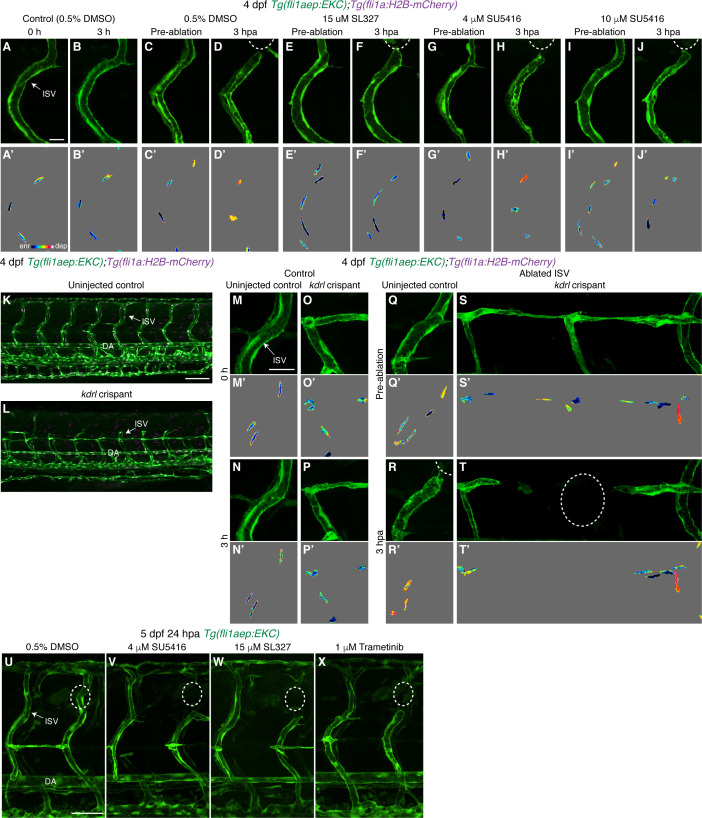 Figure 5—figure supplement 1.