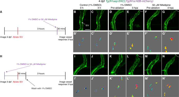 Figure 6—figure supplement 2.