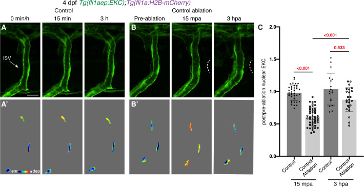 Figure 4—figure supplement 2.