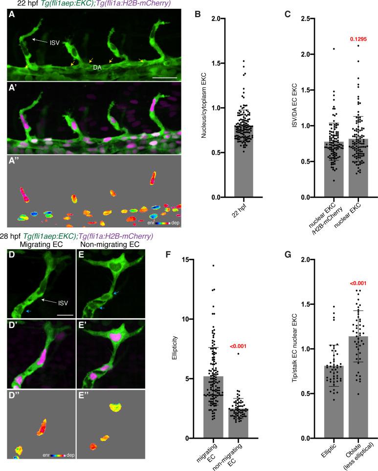 Figure 1—figure supplement 1.