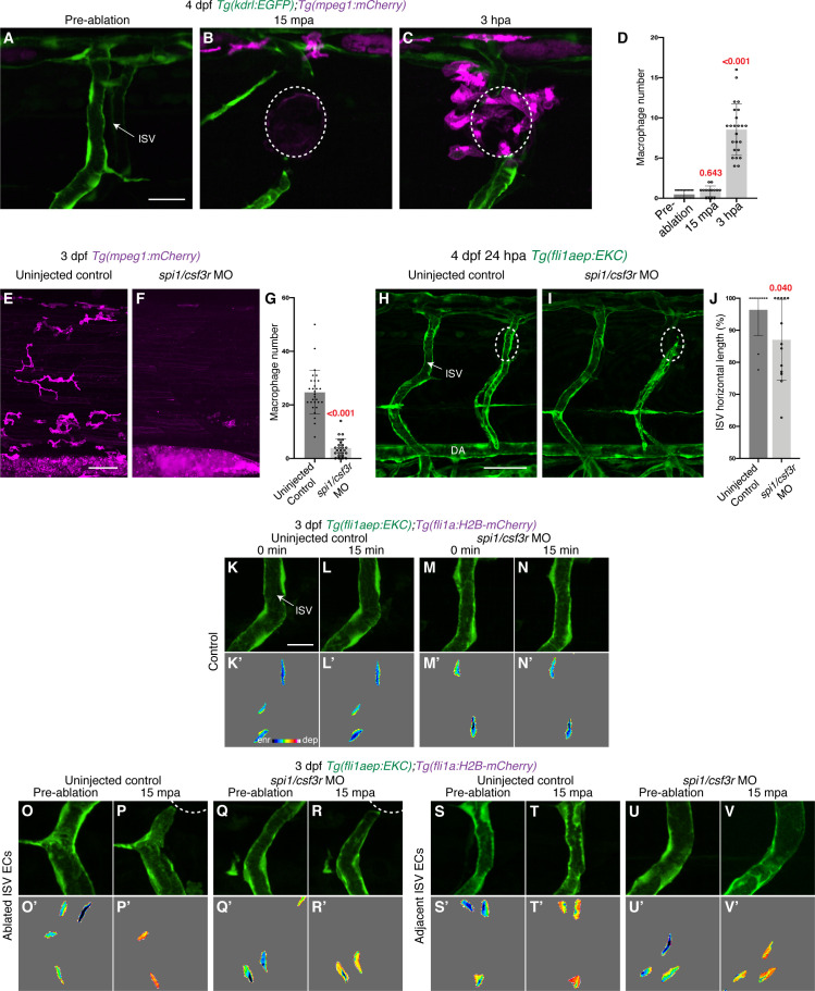 Figure 3—figure supplement 2.