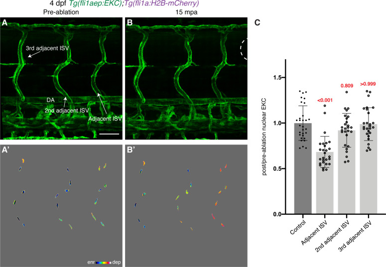 Figure 3—figure supplement 1.