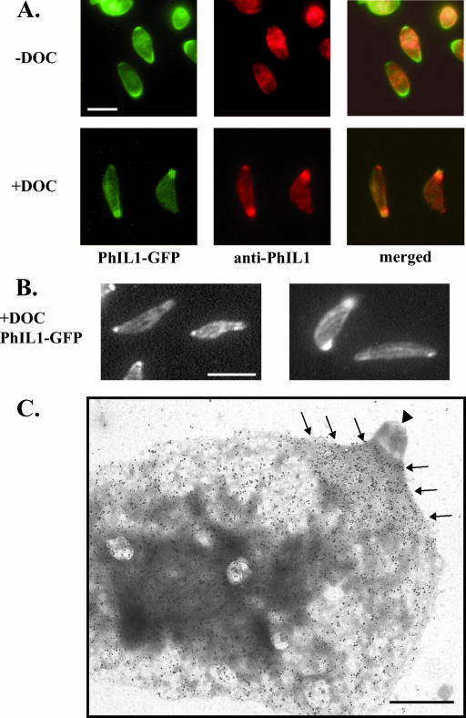 FIG. 6.