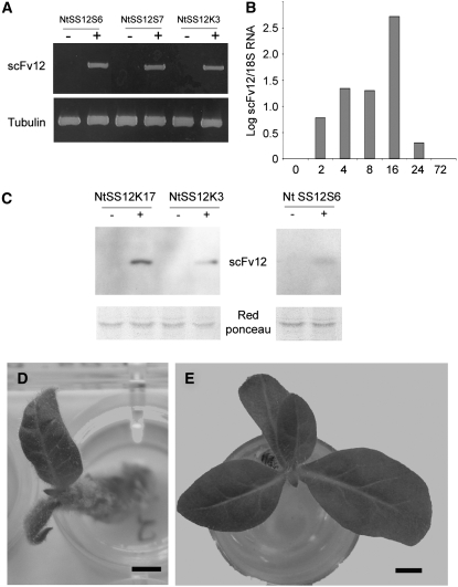 Figure 5.