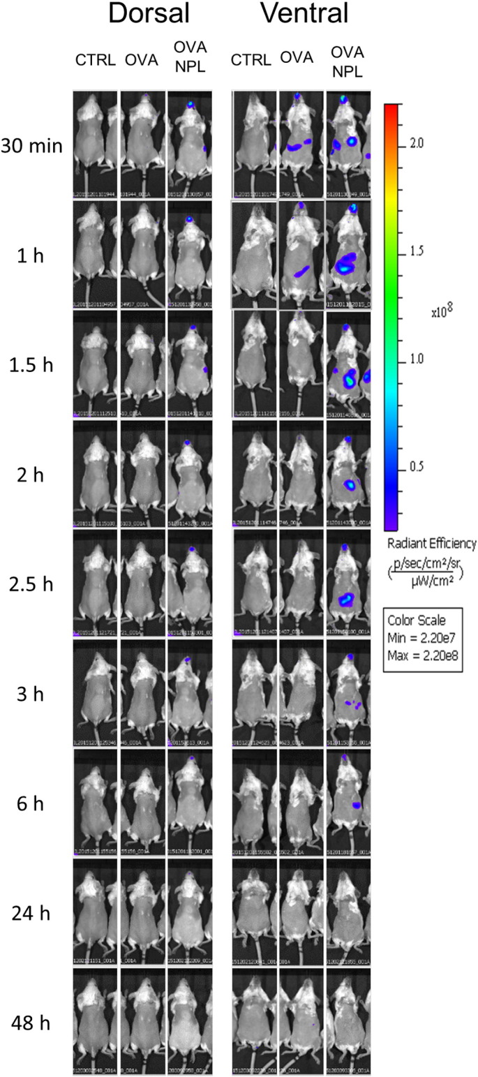 Fig. 8