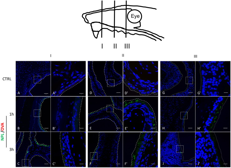 Fig. 9