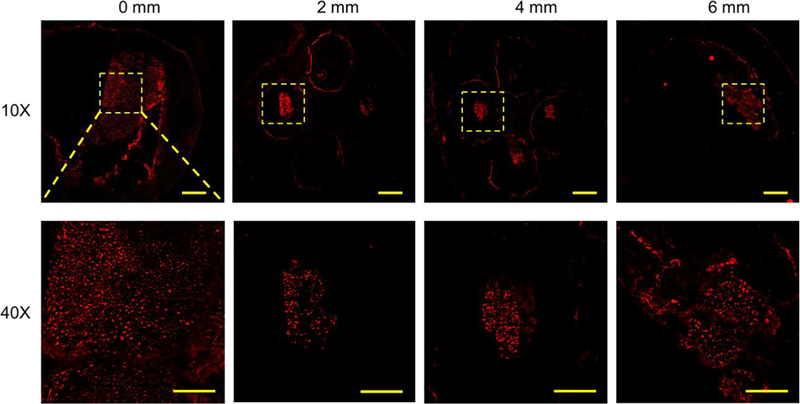 FIGURE 6