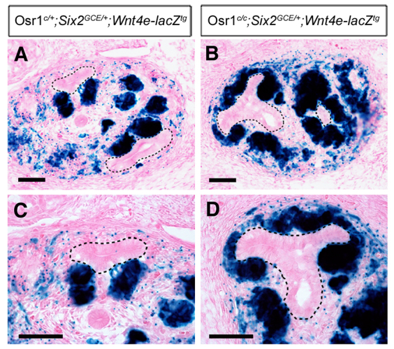 Fig. 10.