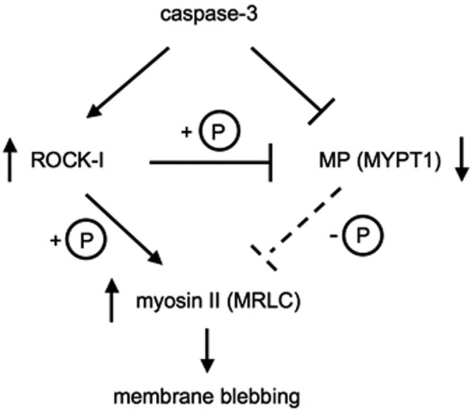 FIGURE 7: